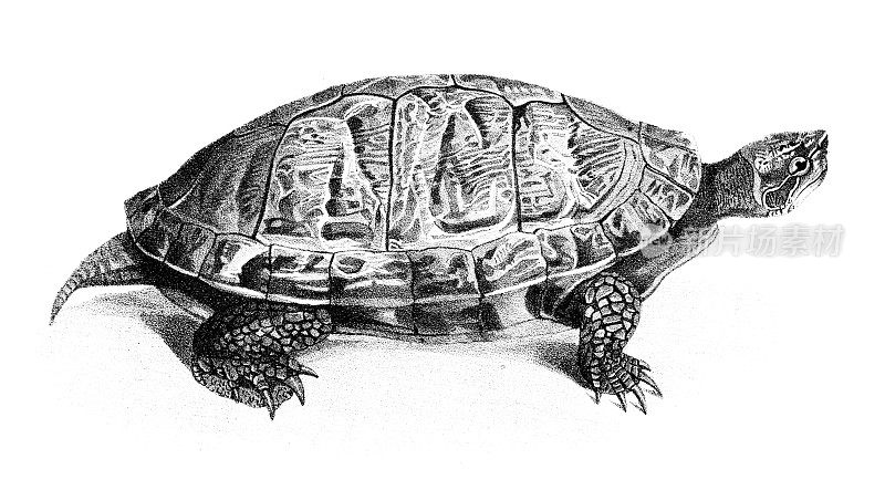 红腹龟-原始平版印刷从“纽约自然史”德凯，1844年