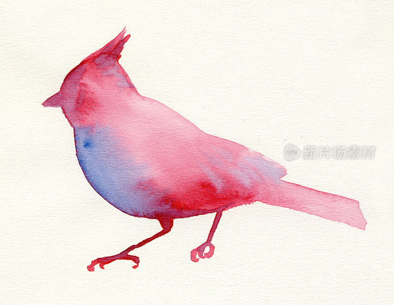 画红紫相间的水彩鸟