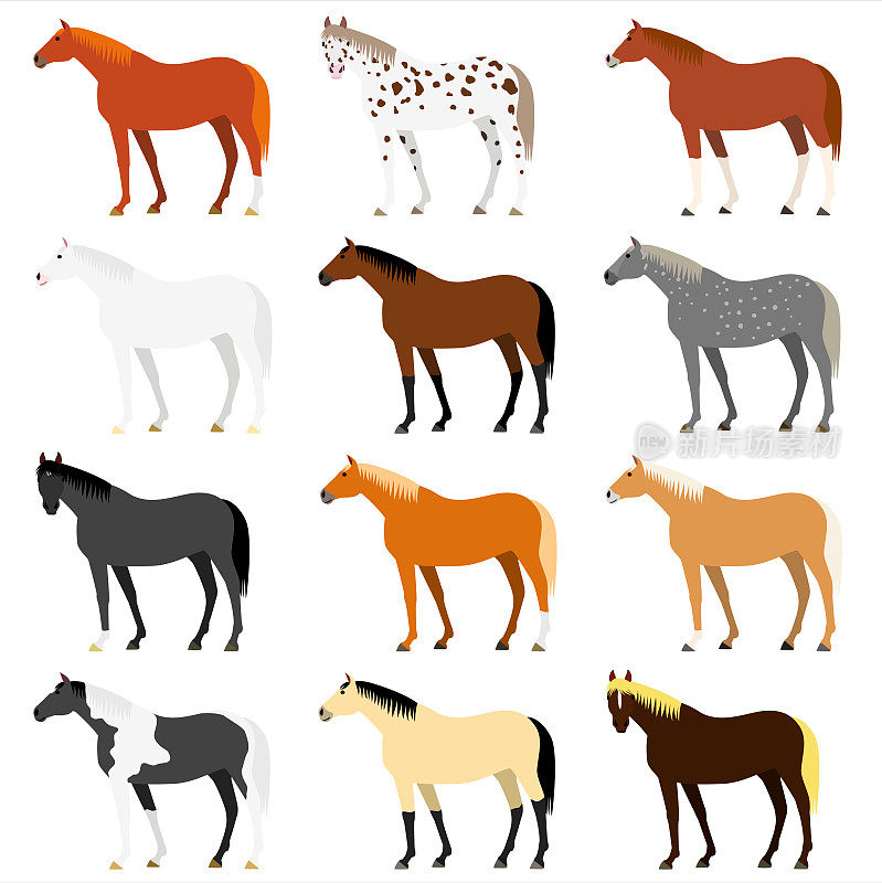 各种马的颜色