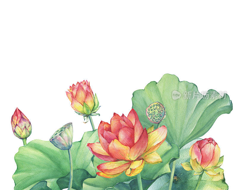 贺卡与粉色荷花与叶，种子头，芽(睡莲，印度莲花，神圣的莲花，埃及莲花)。水彩手绘插图孤立的白色背景。