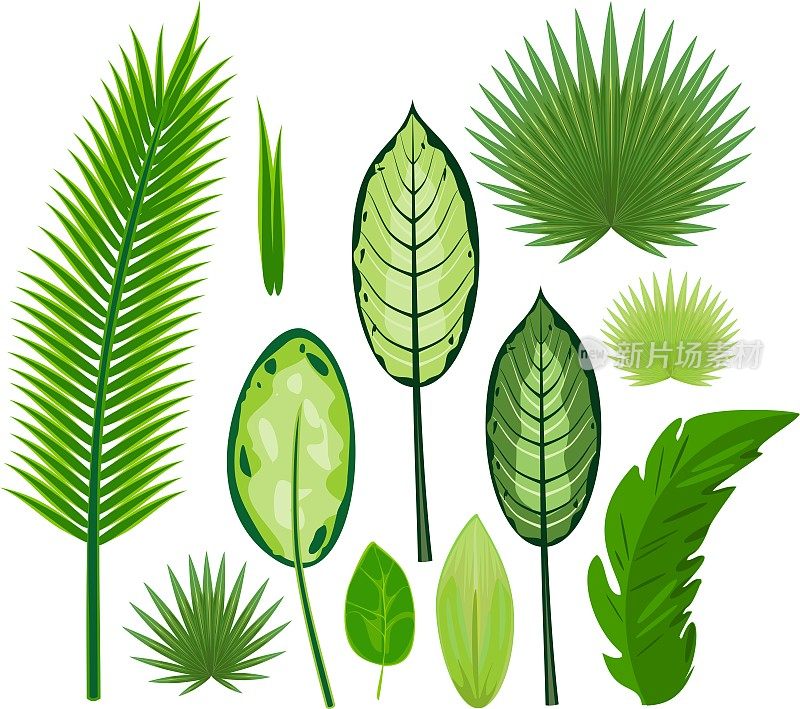 一组不同的热带植物的大绿叶在白色背景上