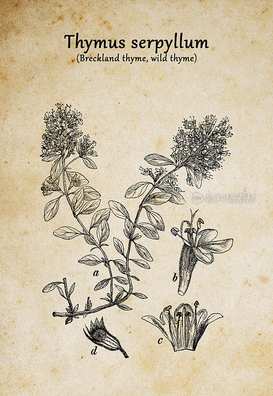 植物学植物古董雕刻插图:蛇形百里香(布雷克兰百里香、野生百里香或匍匐百里香)