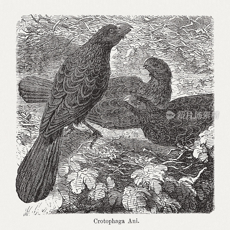 木刻，1893年出版