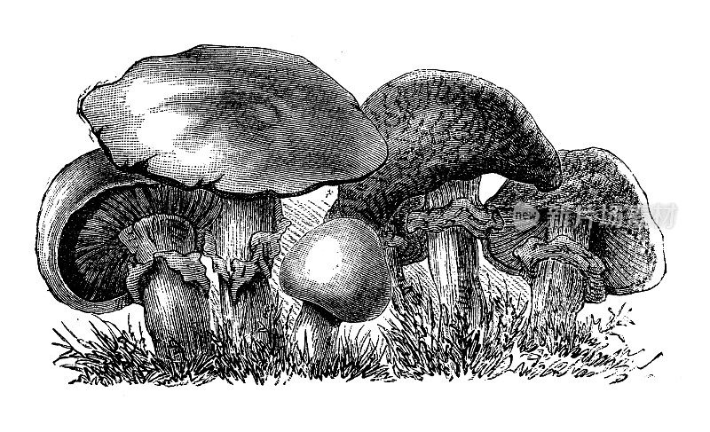 古植物学插图:蘑菇