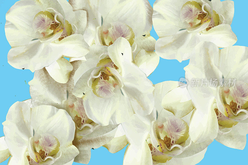 蓝色背景上的白色兰花