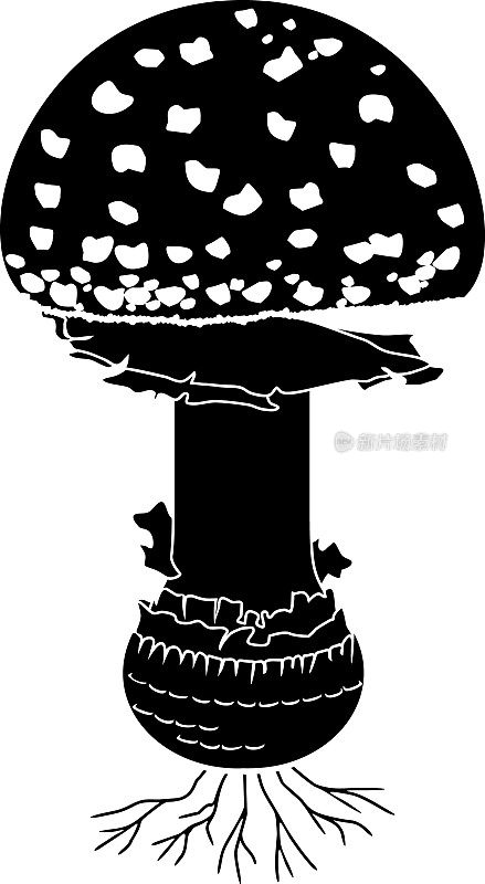 黑伞菇的黑色剪影