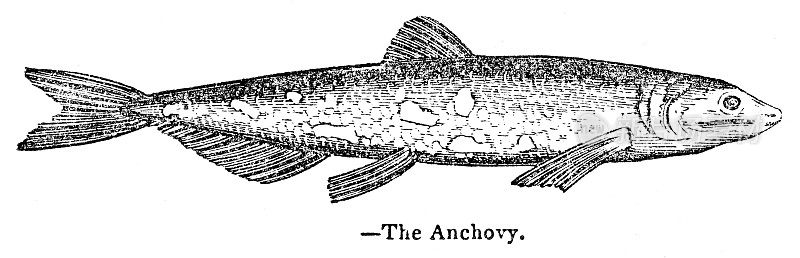 鳀鱼雕刻1893