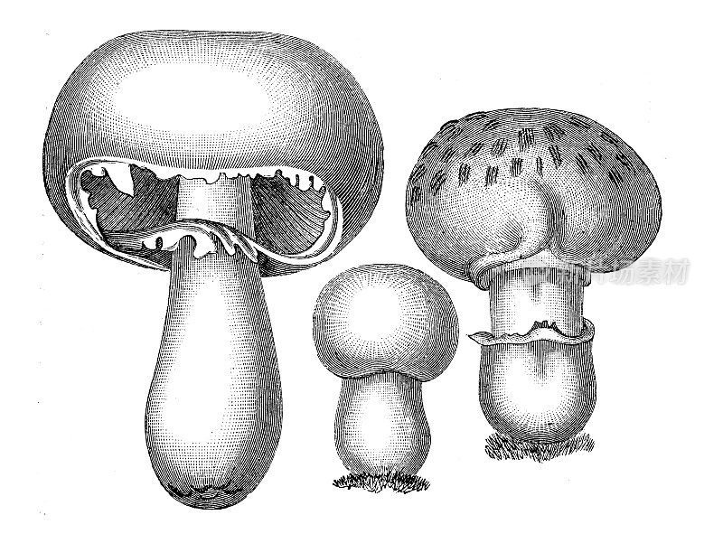 古董植物学插图:蘑菇，野蘑菇，香槟酒