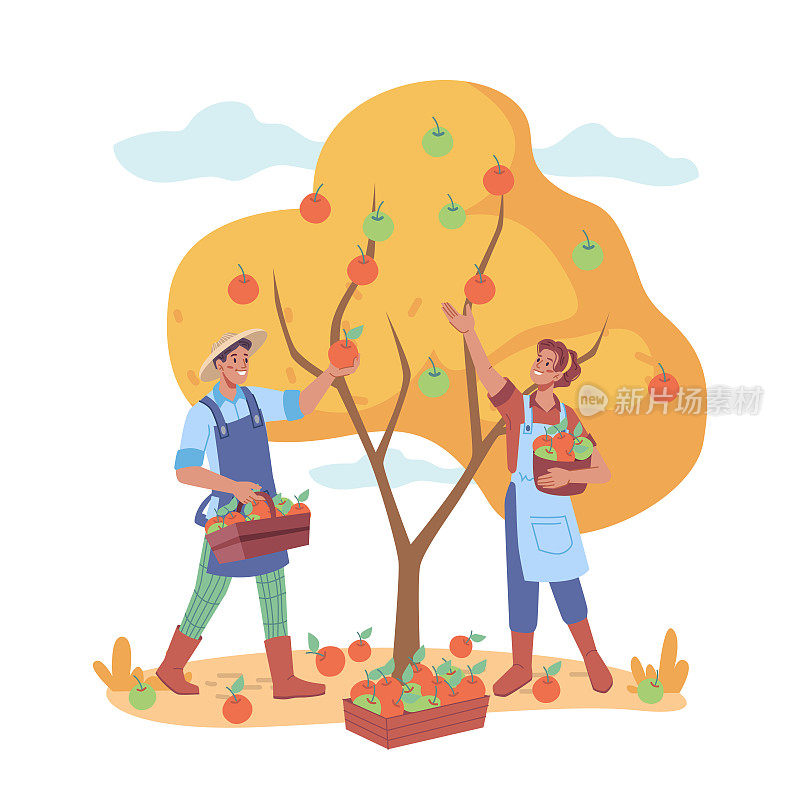 男人和女人在农场里从树上摘苹果，农民们正在采摘成熟的水果。农业和农业，在家庭菜园收获季节。卡通人物在平面风格矢量