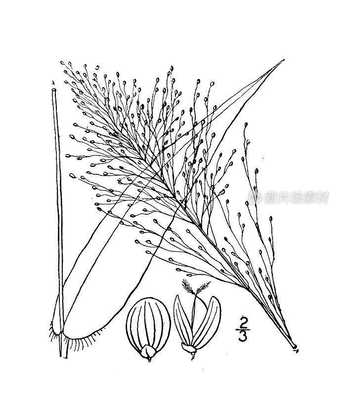古植物学植物插图:小穗，小果穗