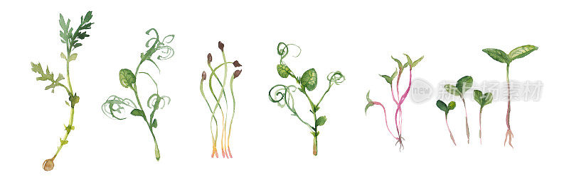 水彩微绿色的分类。种植羽衣甘蓝、苜蓿、向日葵、芝麻菜、芥菜芽，全景，健康生活理念