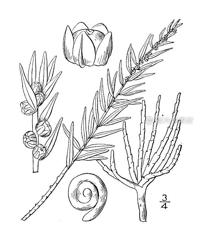 古植物学植物插图:东迪亚抑郁，西方blite