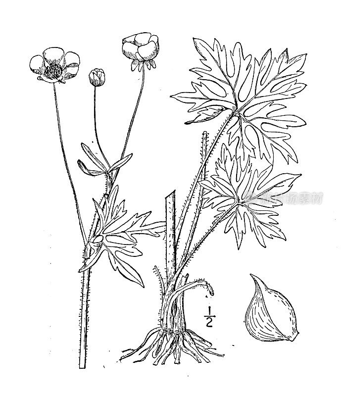 古植物学植物插图:毛茛、草地毛茛