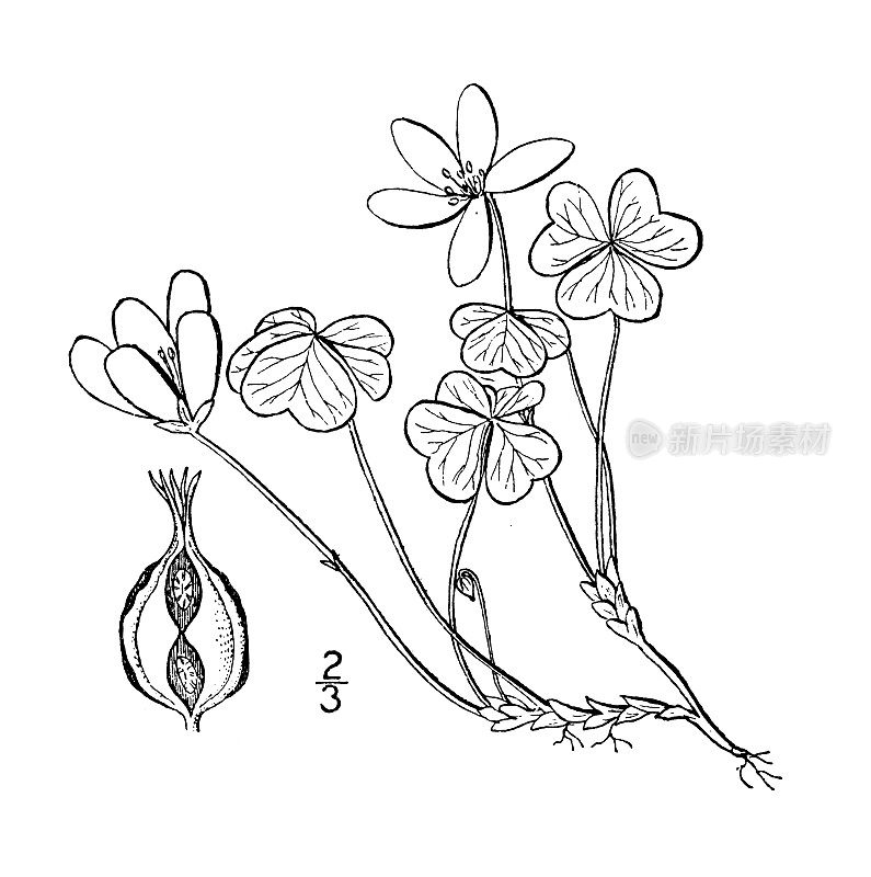 古植物学植物插图:酢浆草、白木浆