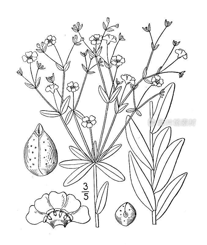 古植物学植物插图:大戟花冠，盛开的大戟