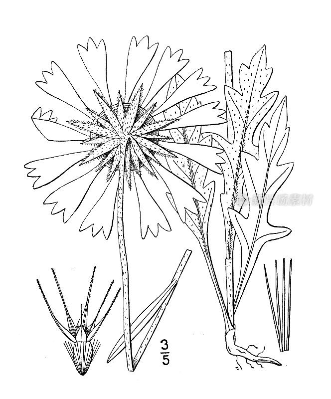 古植物学植物插图:盖拉迪亚。阿里斯塔塔，大花盖拉迪亚