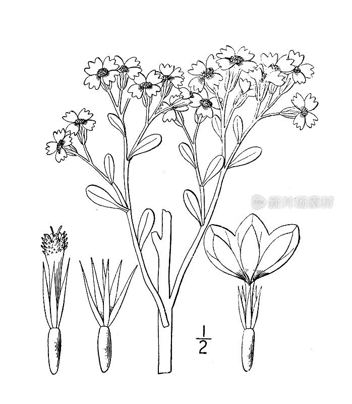 古植物学植物插图:大叶松，大叶松