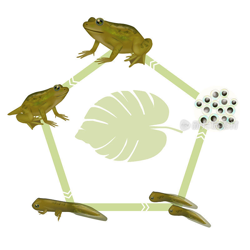 青蛙的生命周期。小青蛙，青蛙，有腿的蝌蚪，小蝌蚪，胚胎，卵。蟾蜍的进化发展图。
