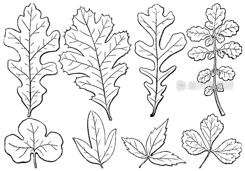 19世纪各种羽状和掌状的叶瓣形状