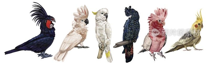 一大群凤头鹦鹉。鹦鹉物种的现实插图。金刚鹦鹉，黑凤头鹦鹉，科瑞拉，棕榈凤头鹦鹉。