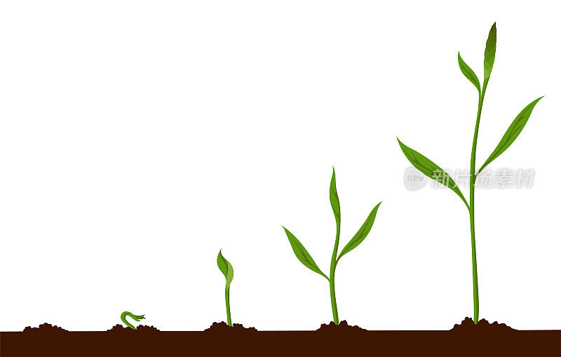 成长过程步骤。种子在地里发芽。种子发芽的步骤顺序。蔬菜在自然界的发育周期。芽苗生长过程信息图