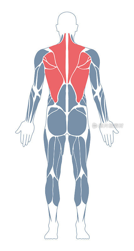 肌肉系统。人类的身体。男性解剖学。运动健身训练健身房锻炼矢量插图。后视图。Dorsi肌肉