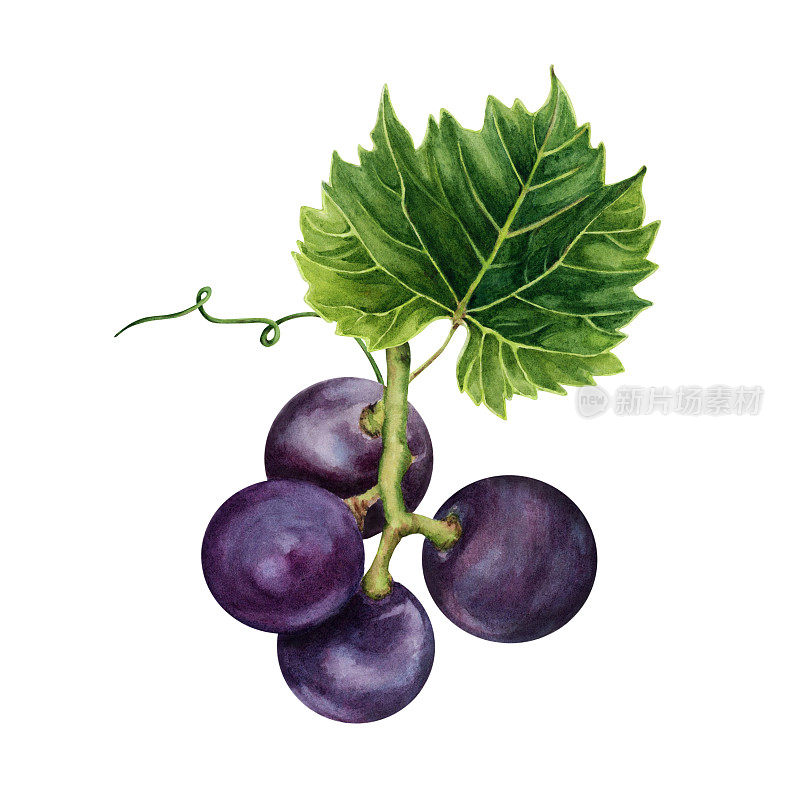 一串紫色的葡萄和绿色的藤叶。手绘水彩插图孤立的白色背景。