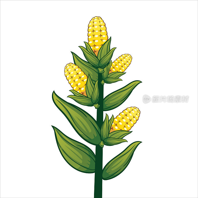 玉米植株在白色背景上单独结出果实。非常高质量的原创潮流矢量插图甜金色玉米。夏季农场设计元素