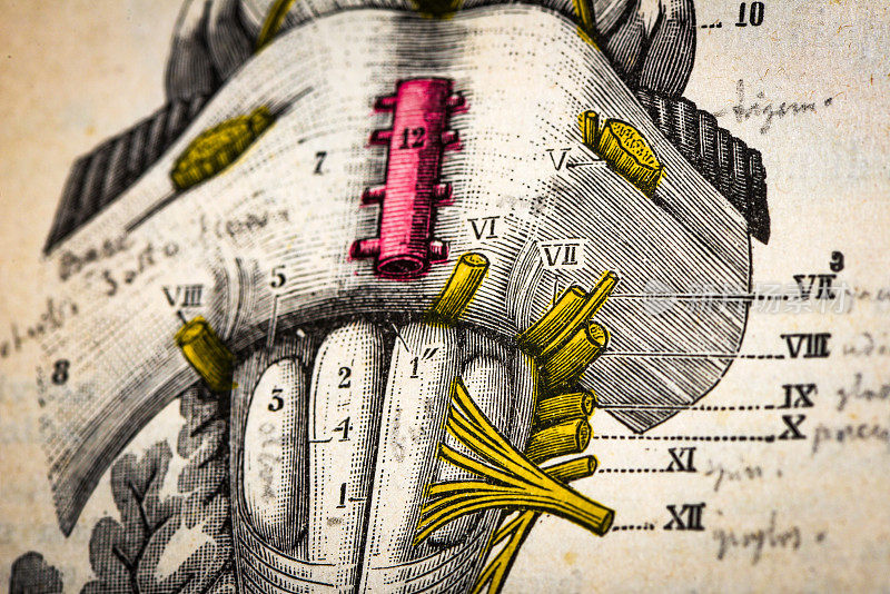 古董医学科学插图高清:神经系统