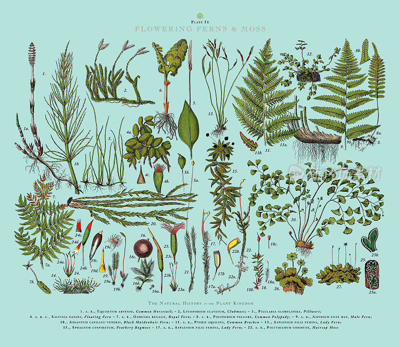 开花蕨类植物和苔藓，植物王国，维多利亚植物插图，大约1853年