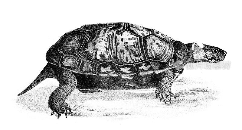 地理龟-原始平版印刷从“纽约自然史”德凯，1844年