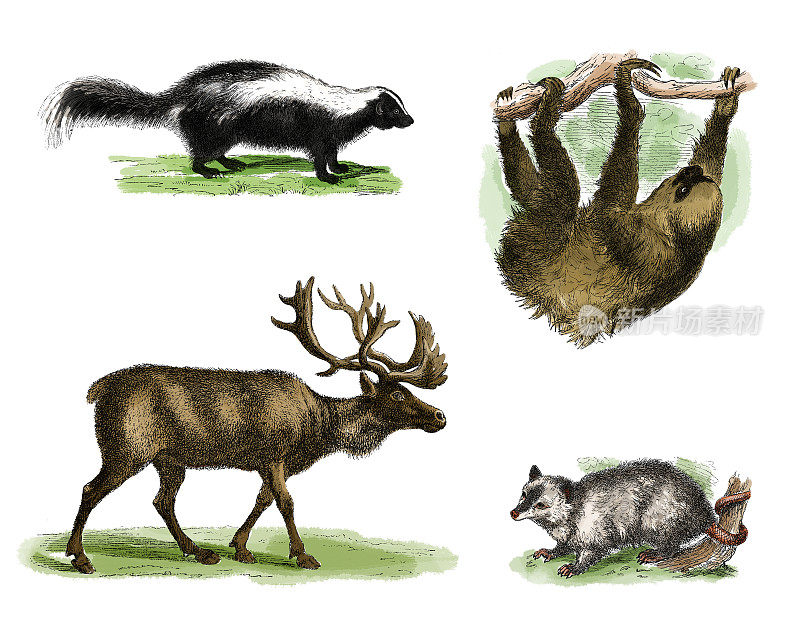选择四种原产于北美的动物