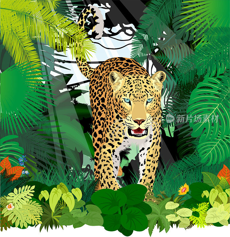 病媒隔离豹或美洲虎在丛林雨林