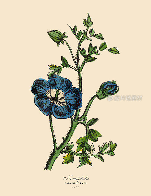 neophila或婴儿蓝眼睛植物，维多利亚植物学插图