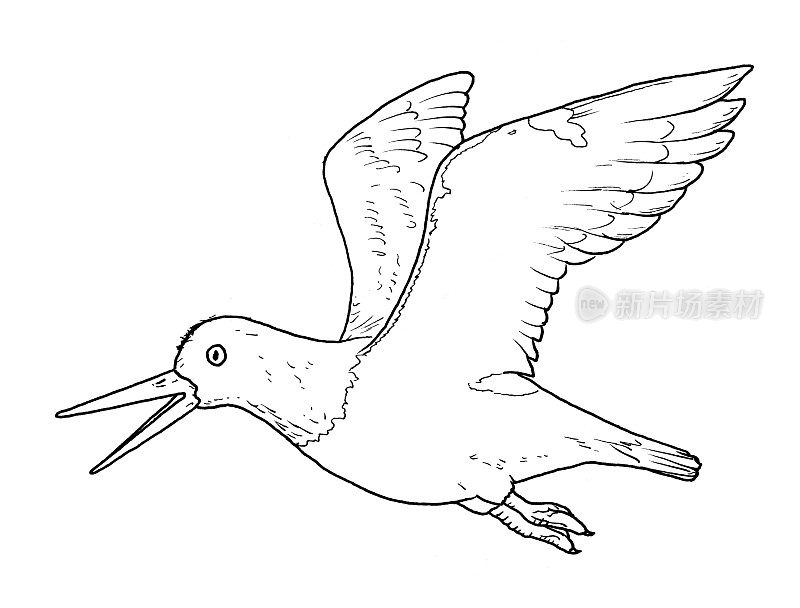 欧亚蛎鹬鸟手写生介形虫，黑白插图