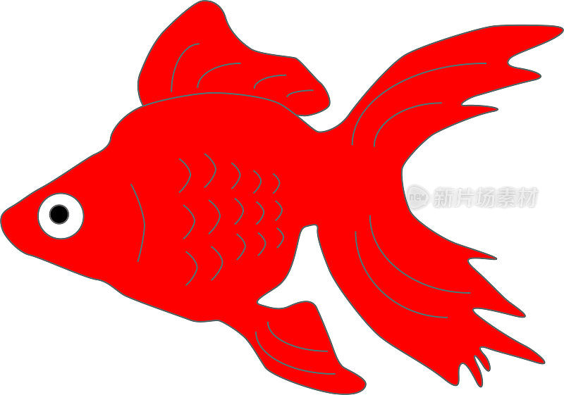 红色金鱼舒适地游泳