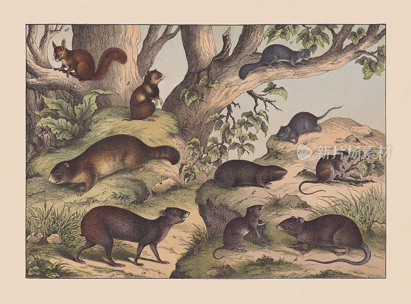 《啮齿动物》，手工彩色印刷，1869年出版