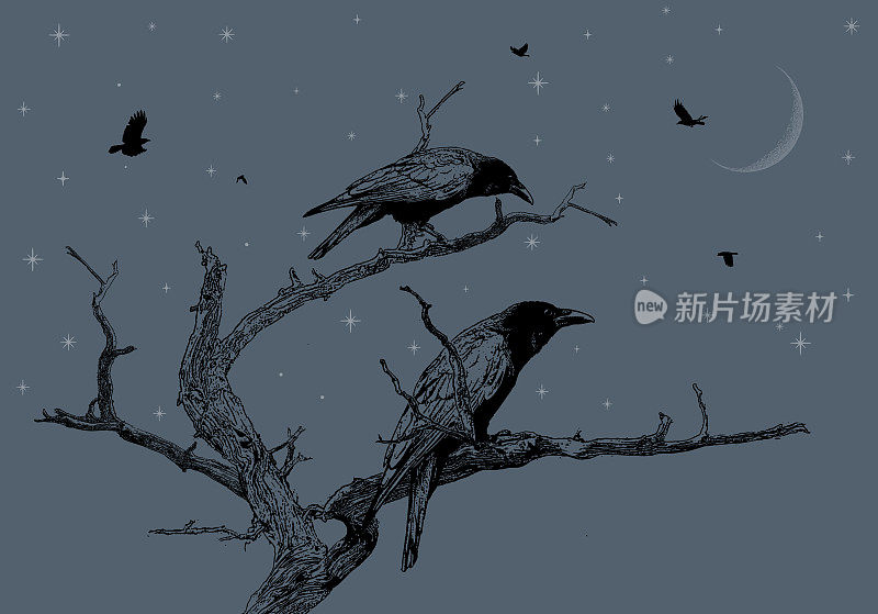 夜晚栖息在枯树上的乌鸦