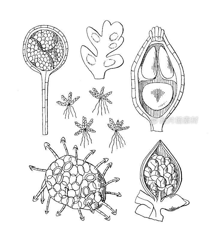 古植物学植物插图:南芥，南芥