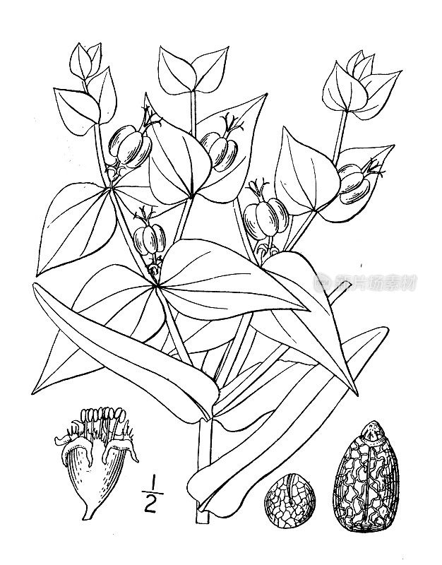 古植物学植物插图:大戟，刺山柑