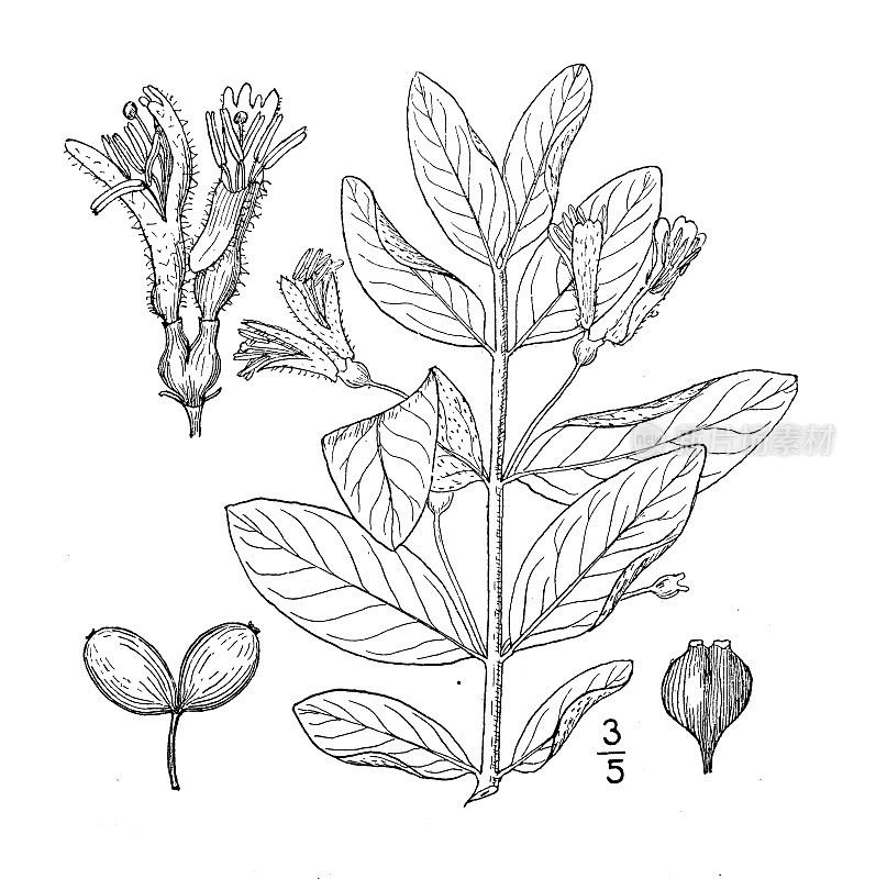 古植物学植物插图:长叶忍冬，忍冬