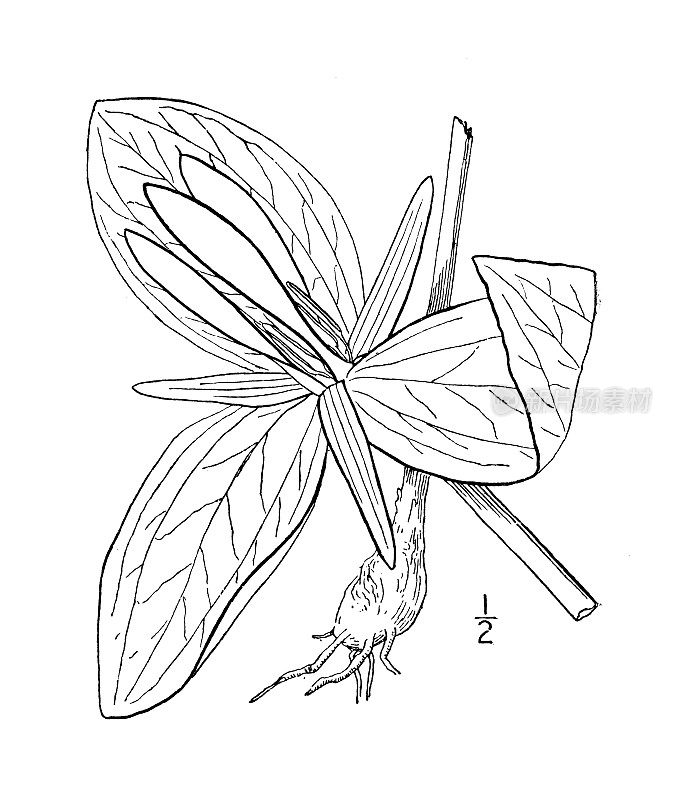 古植物学植物插图:绿植、绿瓦克罗宾