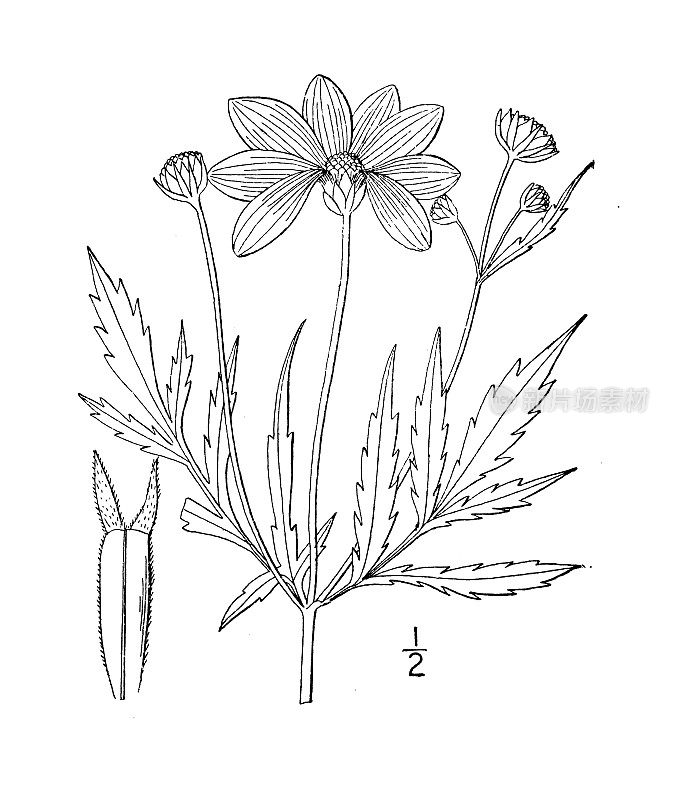 古植物学植物插图:毛孢鬼针草，高铁种子向日葵