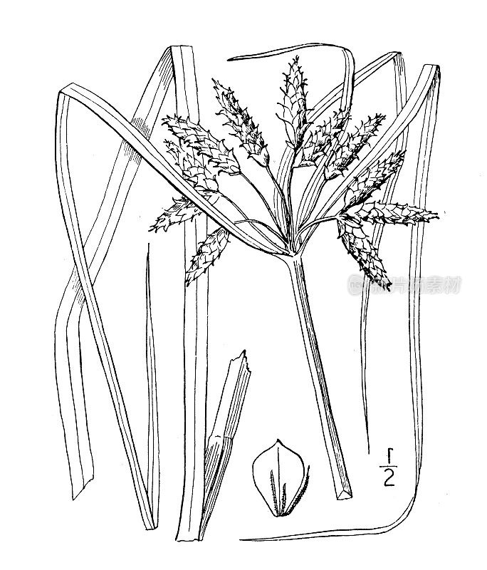 古植物学植物插图:三棱藨草，新英格兰海岸莎草