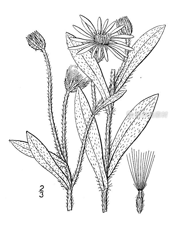 古植物学植物插图:金花菊，草原金紫菀