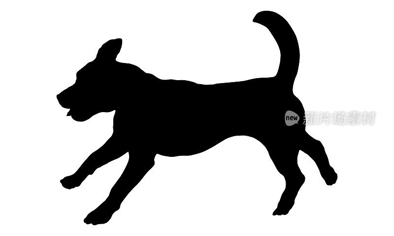 奔跑和跳跃的英国小猎犬小狗。黑狗轮廓。宠物的动物。孤立在白色背景上。