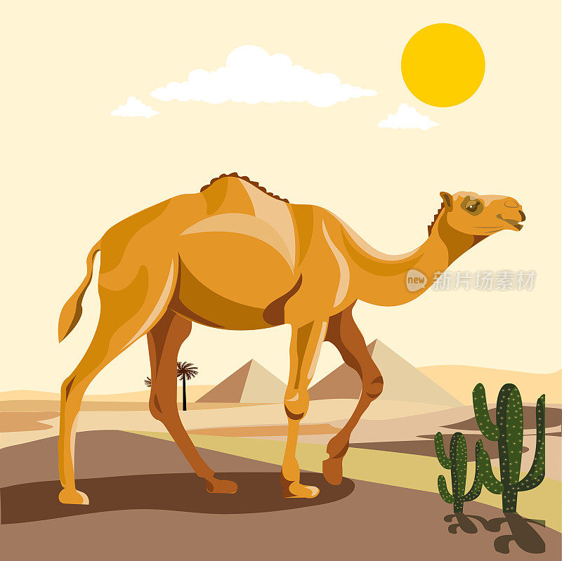沙漠矢量图中的驼峰骆驼