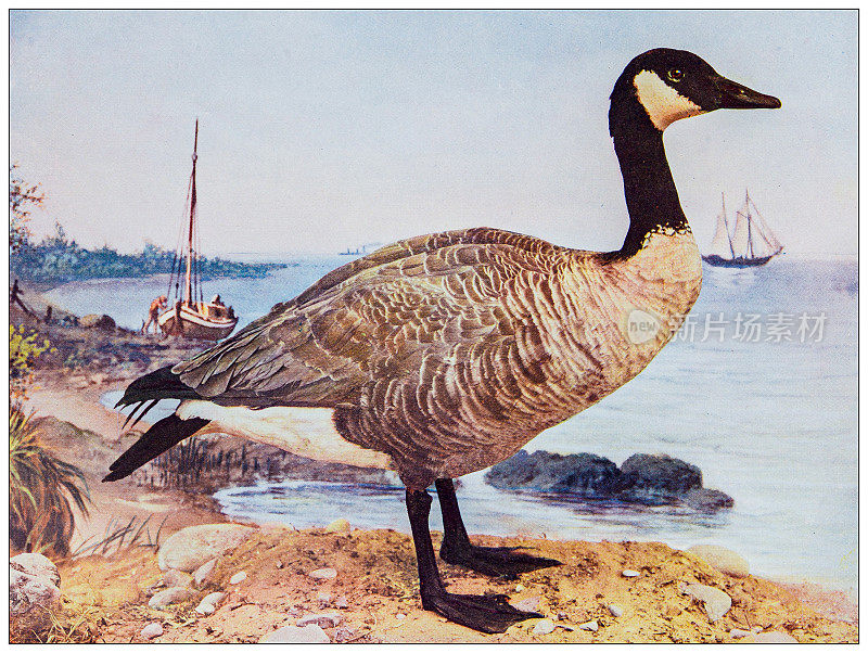 古董鸟类彩色图像:加拿大鹅