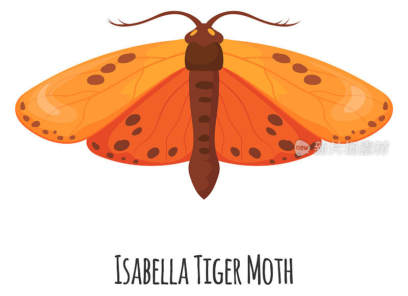 伊莎贝拉虎蛾。有翼的装饰性昆虫。野生动物