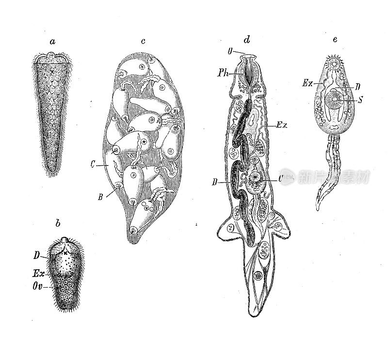 古代生物动物学形象:口腔发育